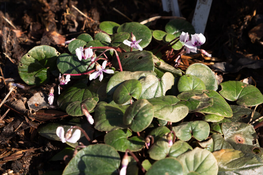 Vårcyclamen - Cyclamen coum
