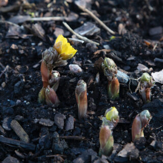 Exploderande - Adonis amurensis, guldadonis