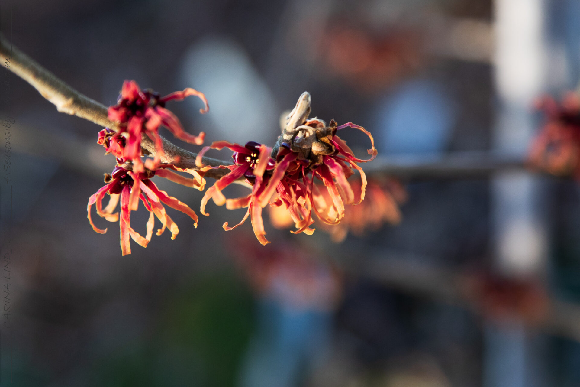 Hamamelis x intermedia 'Diane' - trollhassel
