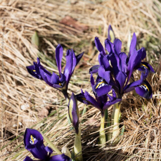 Vårlöksblomning - Iris reticulata 'Palm Springs'