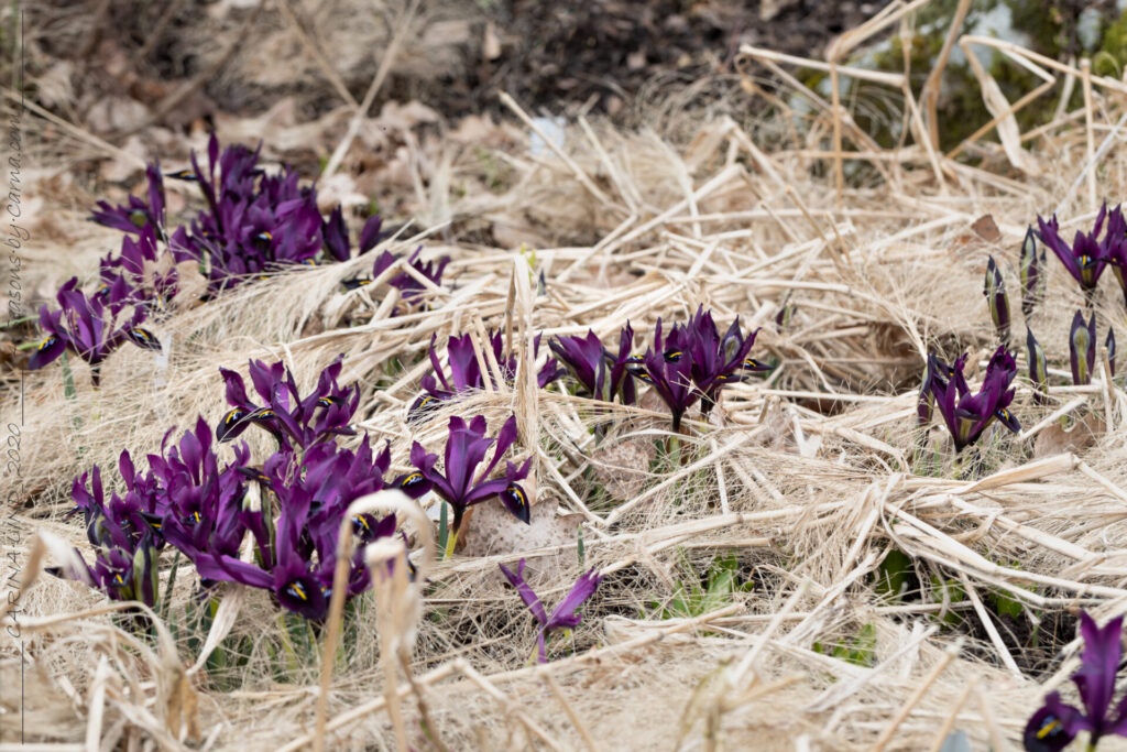 Iris Reticulata-grp 'George'