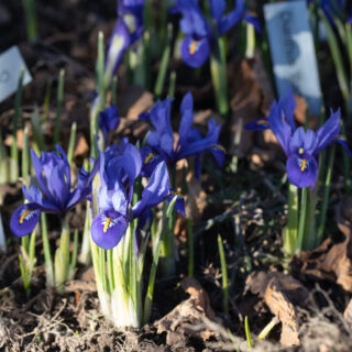 Iris reticulata 'Cantab'