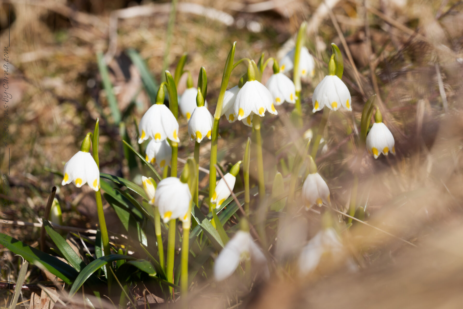 Leucojum vernum v. carpathicum - snöklocka