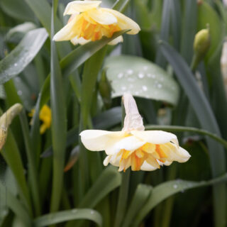 Narcissus x incomparabilis 'Sorbet'