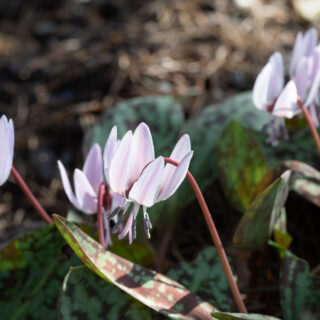 Erythronium dens-canis 'Charmer'
