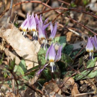 Erythronium dens-canis 'Rose Queen'