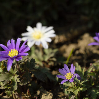 LÖKAR och KNÖLAR - Anemone blanda - balkansippa