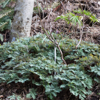 Dicentra canadensis - silverhjärta