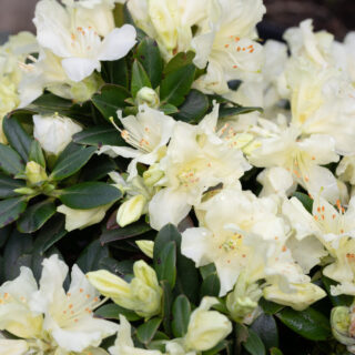 Svavelgul - Rhododendron Keiskei-gruppen 'Patty Bee'