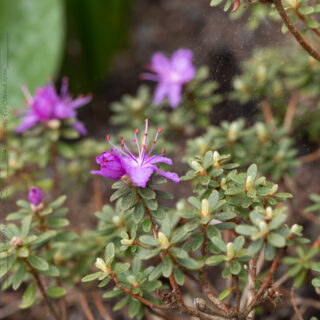 Rhododendron Lapponicum-grp 'Ramapo'