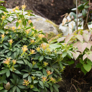 Pieris japonica 'Debutante' och Epimedium grandiflorum 'Pierre's Purple'