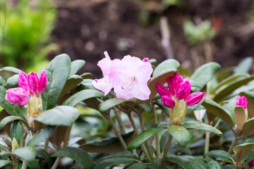 Rhododendron Smirnowii-grp 'Crete'