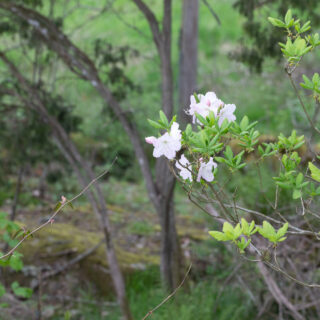 Rhododendronarter S-U - Rhododendron Schlippenbachii - koreansk azalea