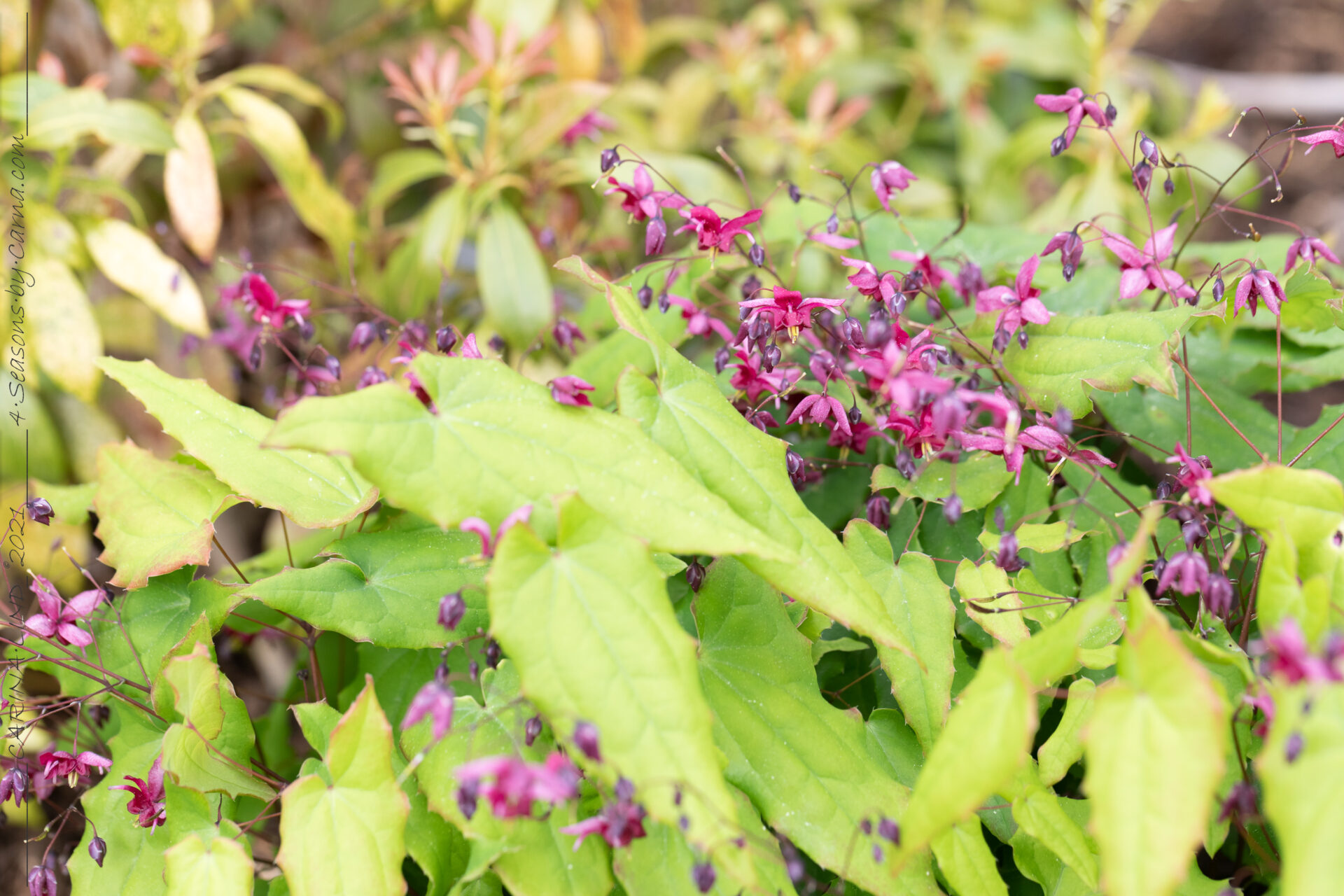 sockblommor - Epimedium 'Never the Red Rooster' - sockblomma