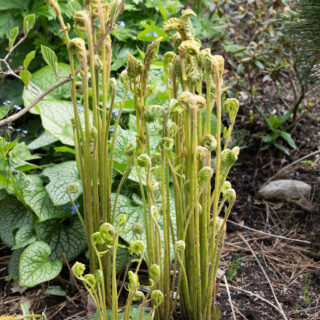 Sköna-gröna - Osmunda cinnamomea - kanelsafsa