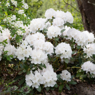 Rhododendron Yakushimanum-grp 'Schneekrone'