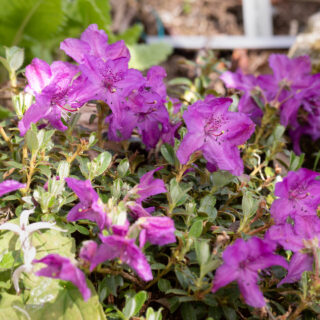Rhododendron calostrotum 'Radistrotum'