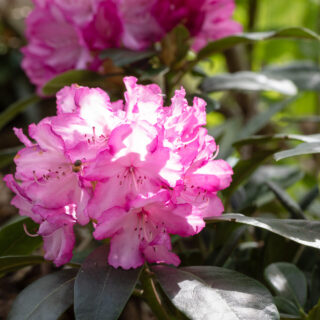 Rhododendron Catawbiense-grp 'Alfred'