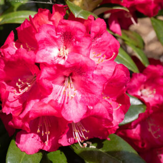 Rhododendron 'Marianne von Weizsaäcken'