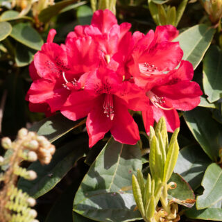 Rött - Rhododendron 'Brisanz' - rododendron