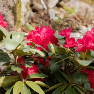 Rött - Rhododendron 'Bohlken's Roter Stern' - rododendron