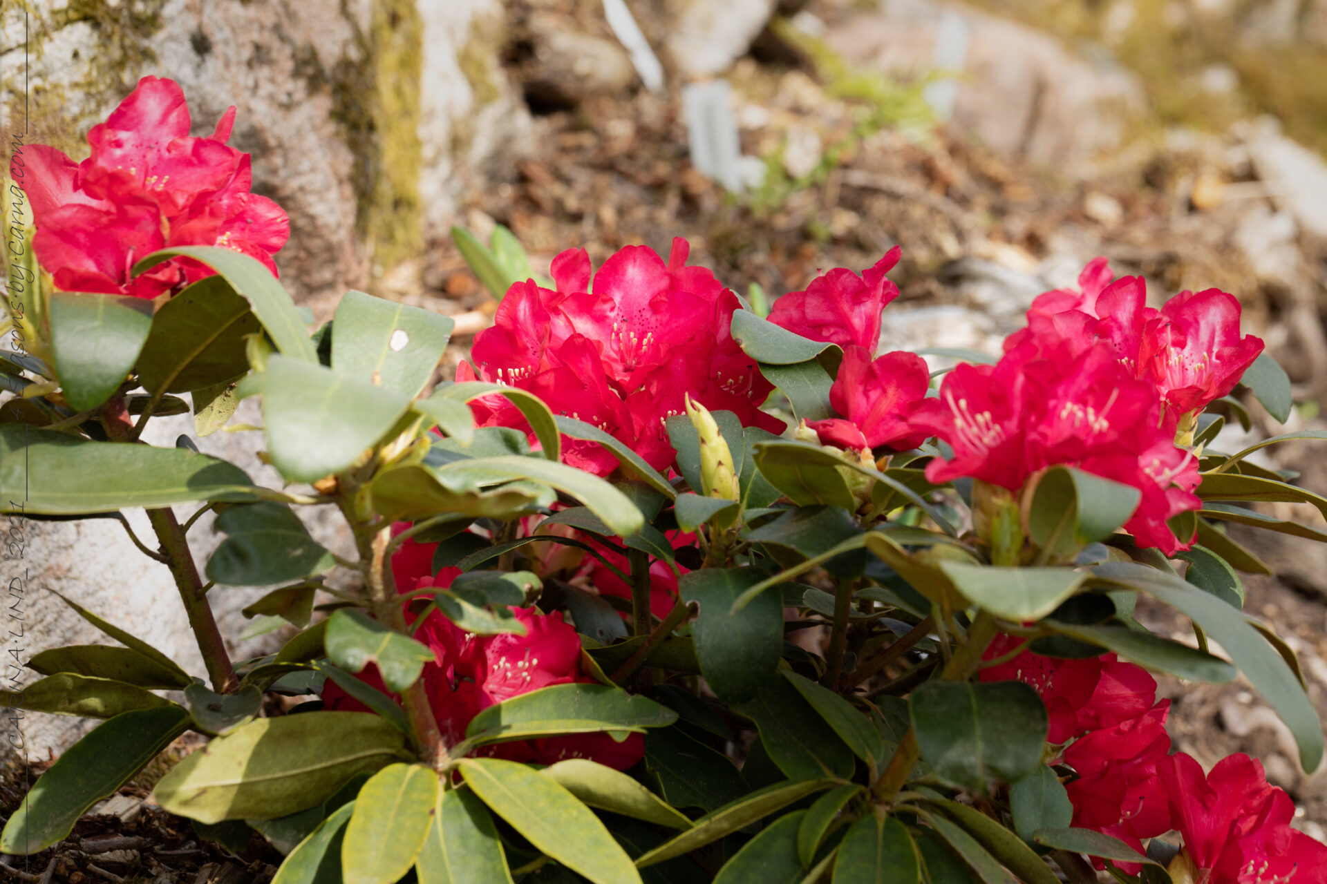Rött - Rhododendron 'Bohlken's Roter Stern' - rododendron
