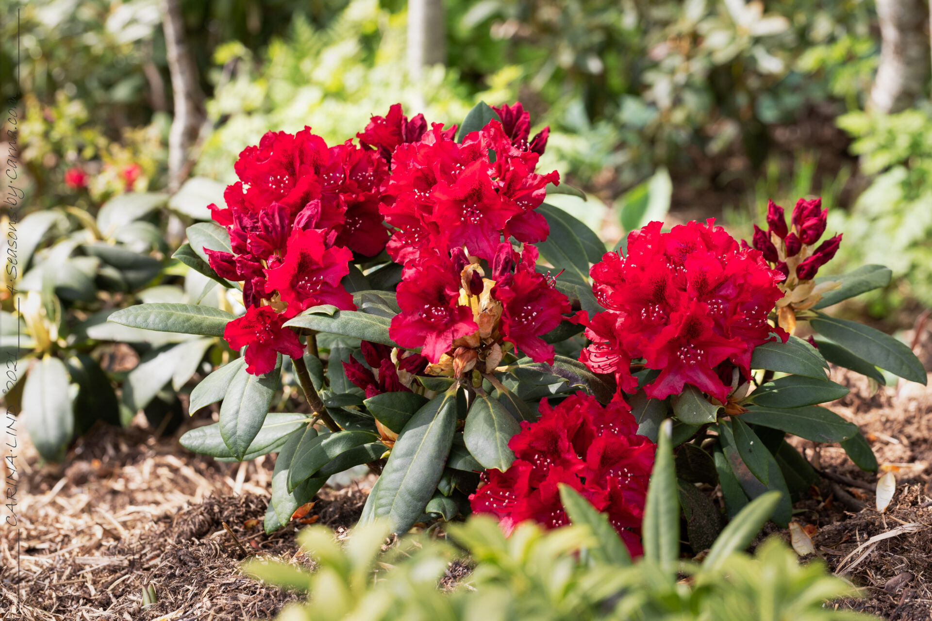 Decembersolen - Rhododendron 'Erato'