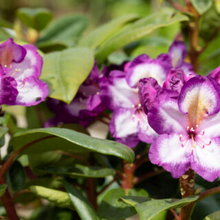 Rhododendron 'Julius'