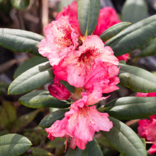 Rhododendron 'Orangeola'