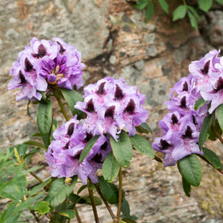 Rhododendron 'Metallica'