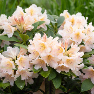 Knoppsättning - Rhododendron 'Gloria'