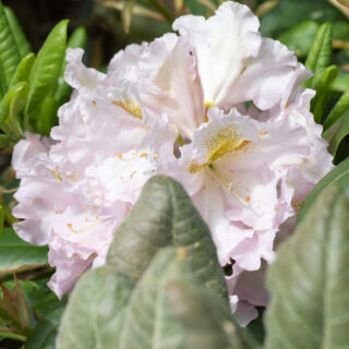 Rhododendron 'Janet Blair'