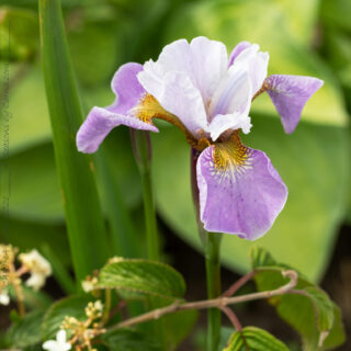 Iris sibtosa 'Sibtosa Queen'