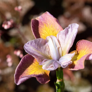 Iris sibirica 'Simply Brilliant'