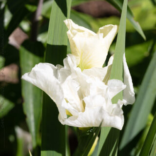 Iris sibirica Frilly Vanilly'
