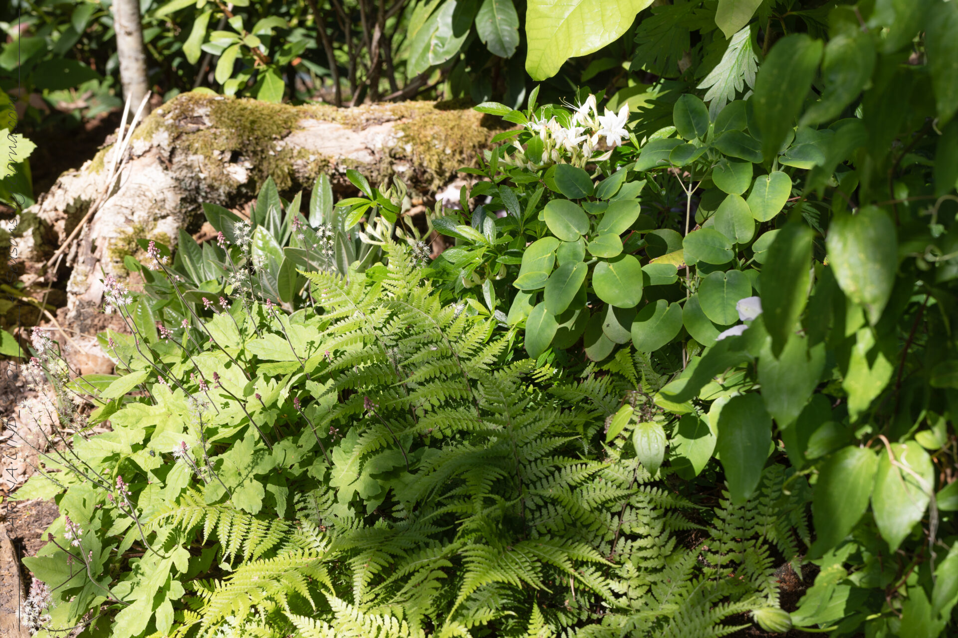 Favoritkombinationer - Athyrium vidalii - pagodbräken
