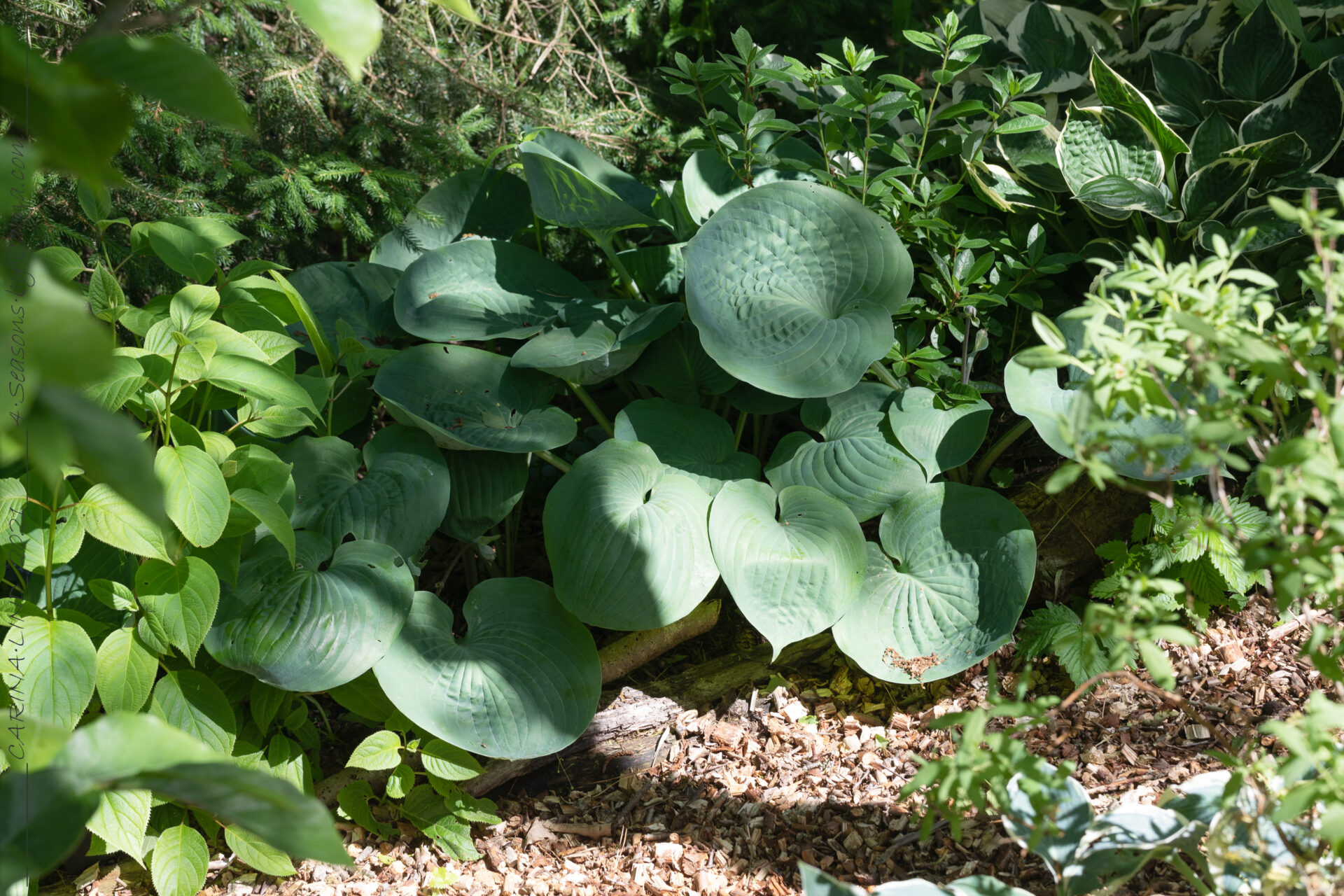 Naturen - Hosta 'Nancy Gill'