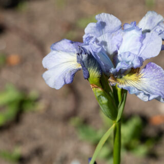 Sibirica hybrid - Iris sibirica 'Sea of Dreams'