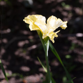Sibirica hybrider - Iris sibirica 'Just Cruising'