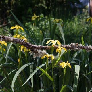 Midsommar - Iris pseudacorus, svärdslilja