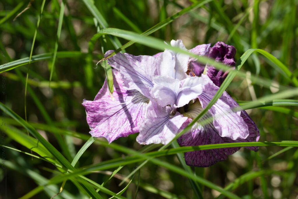 Iris sibirica 'Tornado Rose'