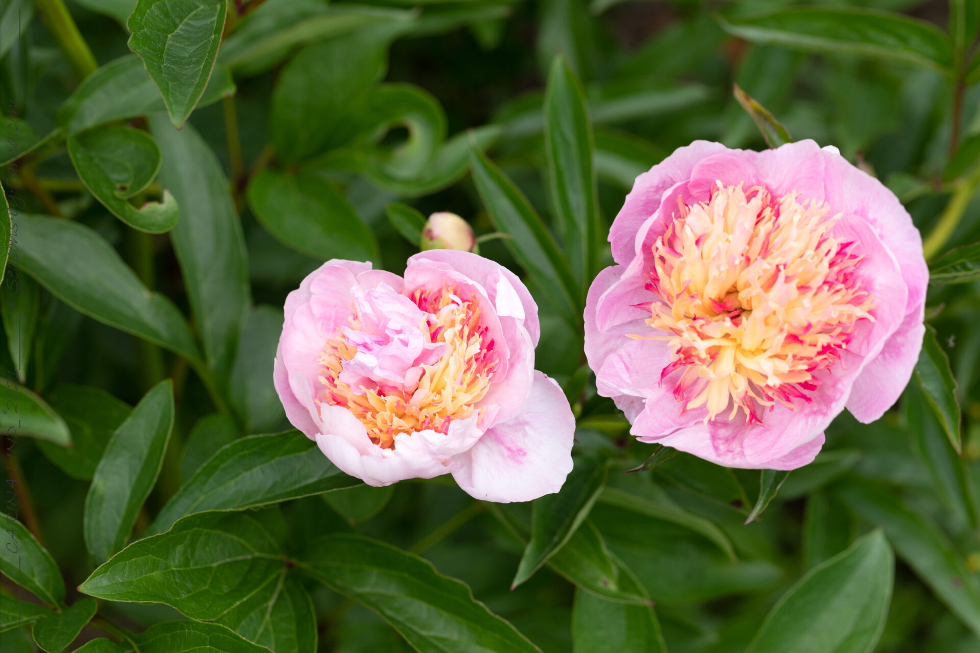 Luktpioner - Paeonia lactiflora 'Zhemchuznaya Rossup'