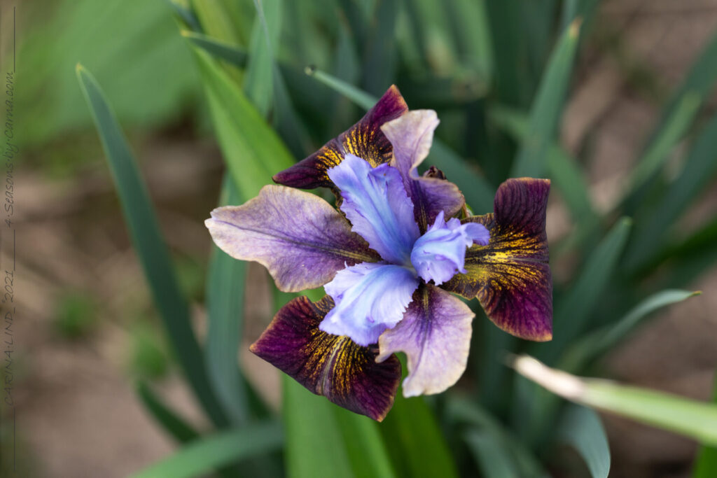 Strandirisarna - Iris sibirica 'Black Joker' 