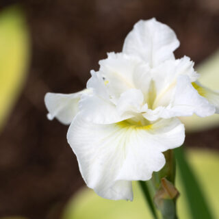 Sibirica hybrider - Iris sibirica Frilly Vanilly'