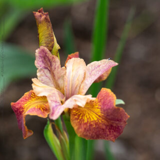 Sibirica hybrid - Iris sibirica 'Paprikash'