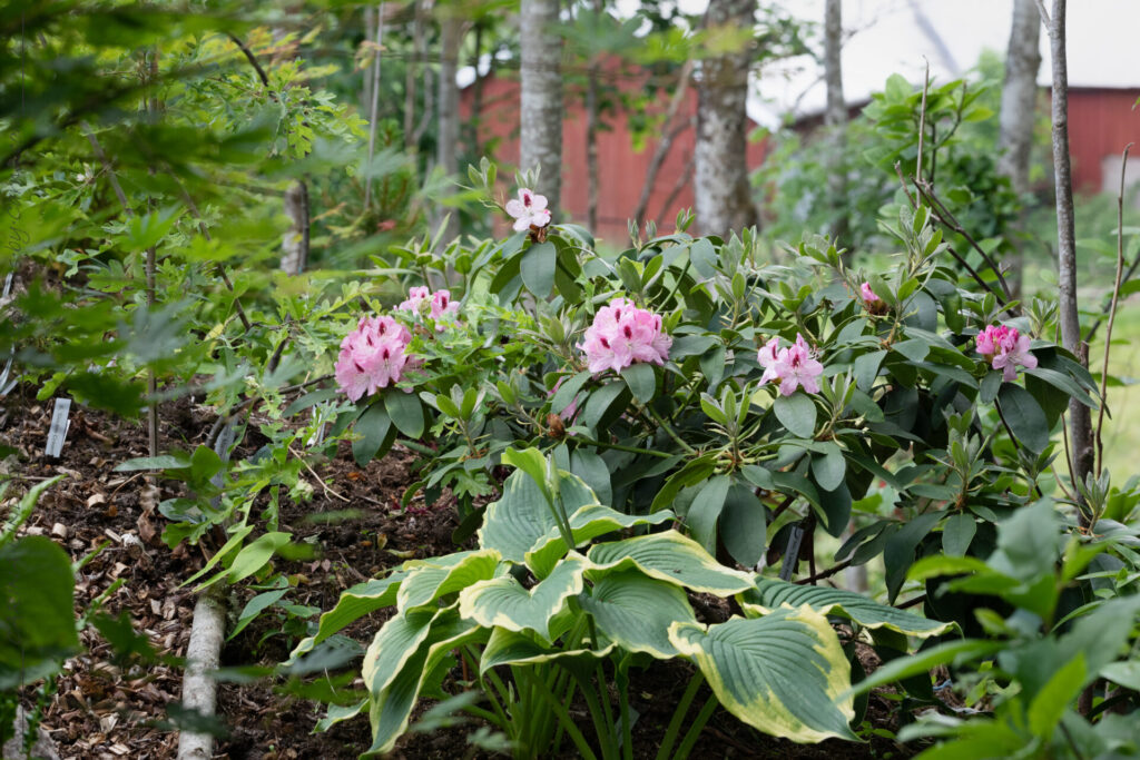 Midsommargrönska - Rhododendron 'Lady Anette de Trafford'