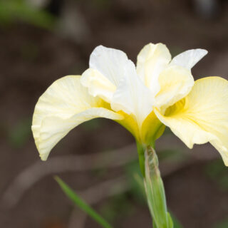 Iris sibirica 'Lemon Mousse'