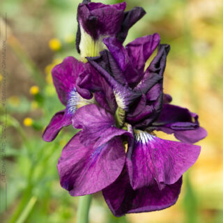 Sibirica hybrid - Iris sibirica 'Tumble Bug'