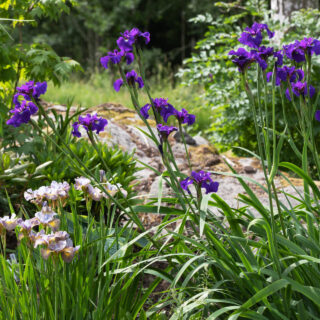 Iris sibtosa 'Wave Encore'