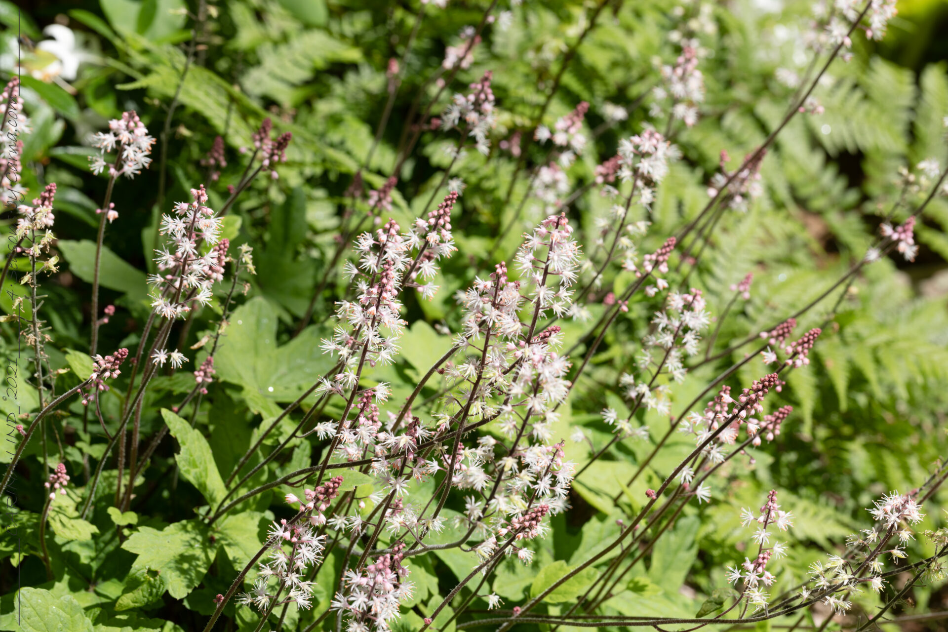 T - perenner, Tiarella 'Spring Symphony' - spetsmössa